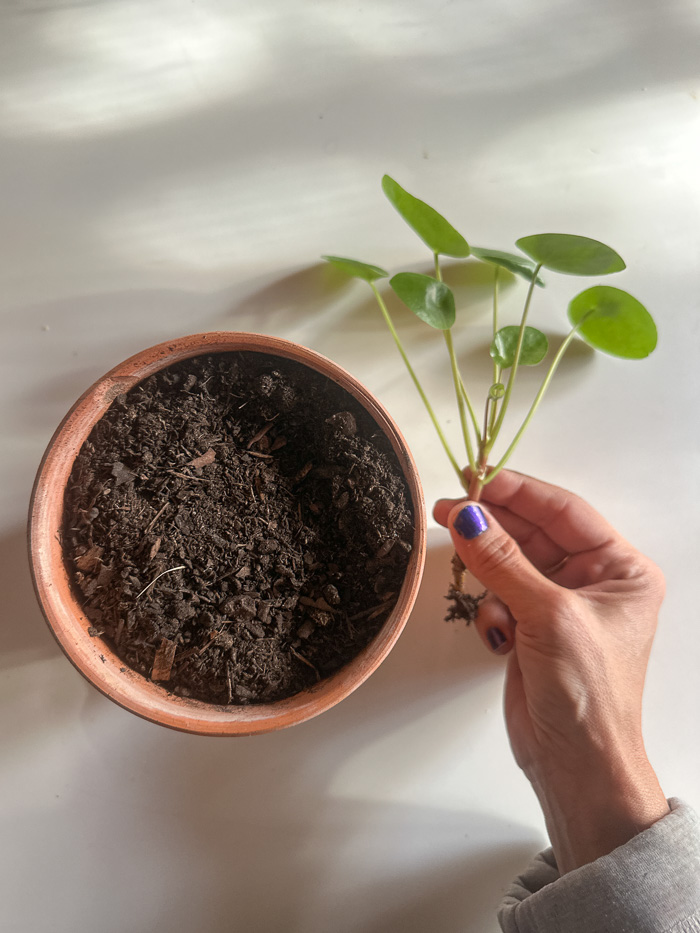 Growing Plants- Tracy Benjamin of Shutterbean.com