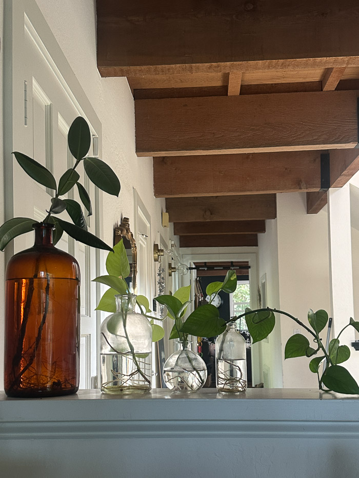 Growing Plants- Tracy Benjamin of Shutterbean.com